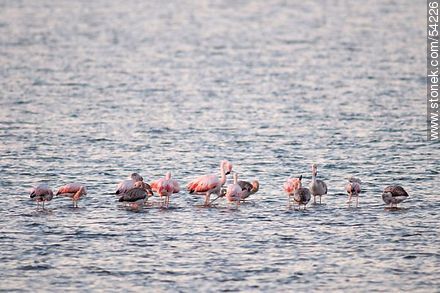 Flamencos al atardecer en la laguna de José Ignacio - Punta del Este y balnearios cercanos - URUGUAY. Foto No. 54226
