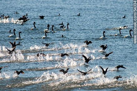 Gallaretas en la laguna Garzón volando al ras del agua. Black-necked swans. - Fauna - MORE IMAGES. Photo #54334