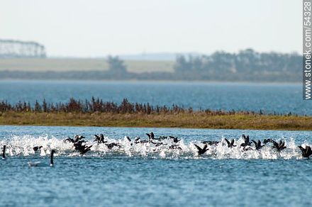 Gallaretas en la laguna Garzón volando al ras del agua - Fauna - IMÁGENES VARIAS. Foto No. 54328