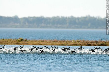 Gallaretas en la laguna Garzón volando al ras del agua - Departamento de Rocha - URUGUAY. Foto No. 54326