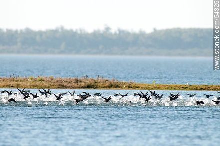 Gallaretas en la laguna Garzón volando al ras del agua - Fauna - IMÁGENES VARIAS. Foto No. 54325