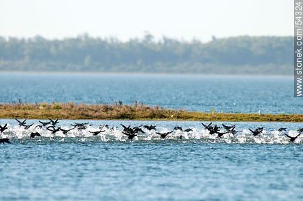 Coots flying water flush in the Garzon lagoon - Department of Rocha - URUGUAY. Photo #54324