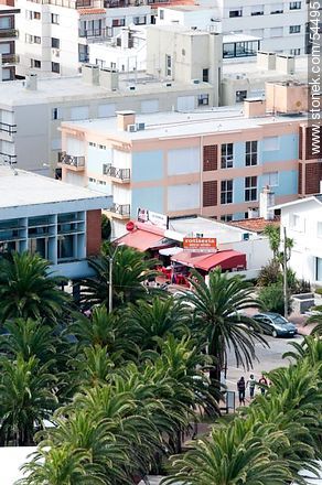 Palm trees in the Plaza Artigas - Punta del Este and its near resorts - URUGUAY. Photo #54495