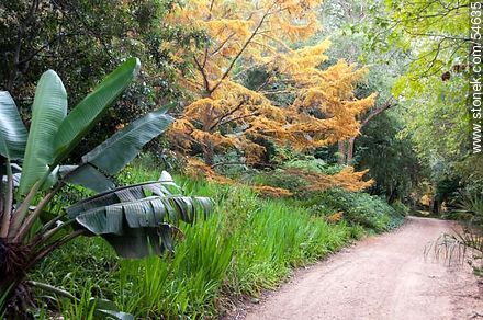 Way in Arboretum Lussich - Punta del Este and its near resorts - URUGUAY. Photo #54635