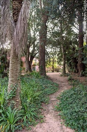 Trail in the park - Punta del Este and its near resorts - URUGUAY. Photo #54636