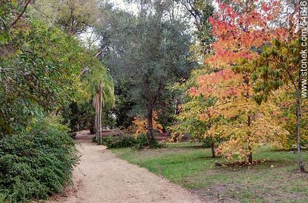 Arboretum Lussich near the museums - Punta del Este and its near resorts - URUGUAY. Photo #54646