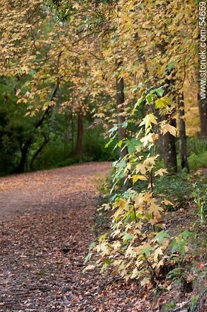 Autumn trail in Arboretum Lussich - Punta del Este and its near resorts - URUGUAY. Photo #54659
