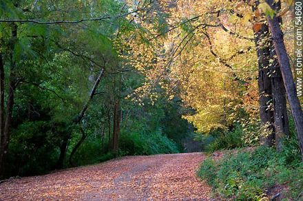 Autumn trail in Arboretum Lussich - Punta del Este and its near resorts - URUGUAY. Photo #54660