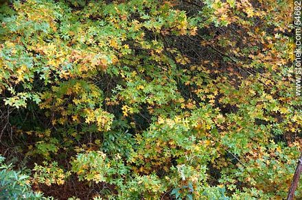 Mixed green and yellow leaves - Punta del Este and its near resorts - URUGUAY. Photo #54662