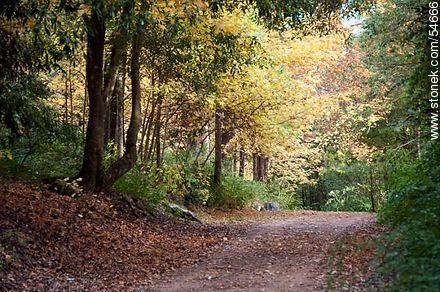 Camino de otoño en el Arboreto Lussich - Punta del Este y balnearios cercanos - URUGUAY. Foto No. 54666