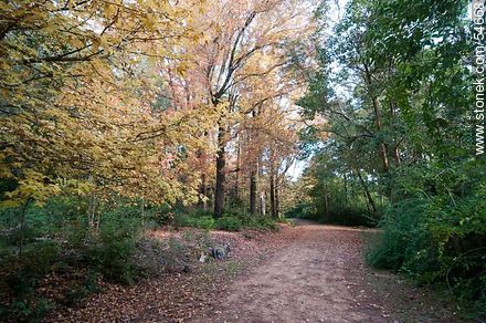 Camino de otoño en el Arboreto Lussich - Punta del Este y balnearios cercanos - URUGUAY. Foto No. 54668
