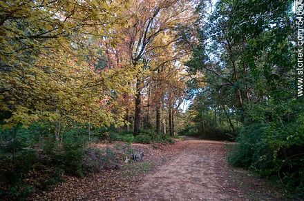 Camino de otoño en el Arboreto Lussich - Punta del Este y balnearios cercanos - URUGUAY. Foto No. 54667