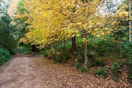 Autumn way in Arboretum Lussich - Punta del Este and its near resorts - URUGUAY. Photo #54670