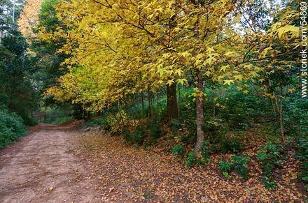 Camino de otoño en el Arboreto Lussich - Punta del Este y balnearios cercanos - URUGUAY. Foto No. 54669