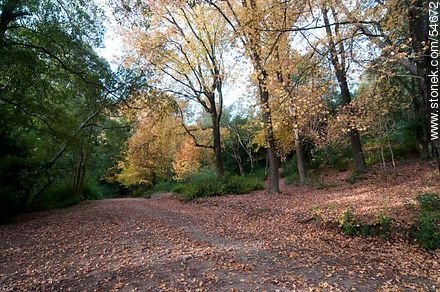 Camino de otoño en el Arboreto Lussich - Punta del Este y balnearios cercanos - URUGUAY. Foto No. 54672