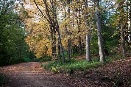 Camino de otoño en el Arboreto Lussich - Punta del Este y balnearios cercanos - URUGUAY. Foto No. 54674