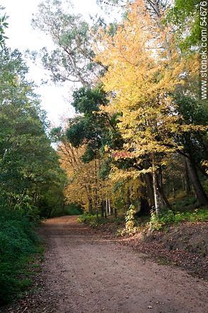 Camino de otoño en el Arboreto Lussich - Punta del Este y balnearios cercanos - URUGUAY. Foto No. 54676