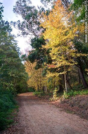 Camino de otoño en el Arboreto Lussich - Punta del Este y balnearios cercanos - URUGUAY. Foto No. 54675