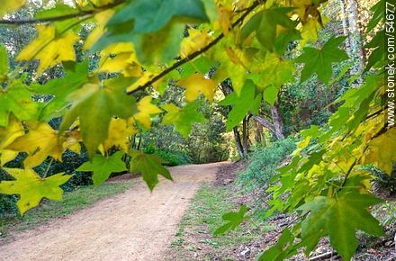 Camino de otoño en el Arboreto Lussich - Punta del Este y balnearios cercanos - URUGUAY. Foto No. 54677