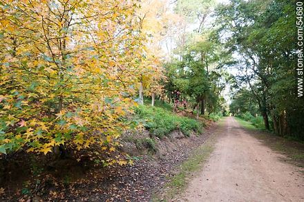 Camino de otoño en el Arboreto Lussich - Punta del Este y balnearios cercanos - URUGUAY. Foto No. 54680