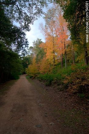 Camino de otoño en el Arboreto Lussich - Punta del Este y balnearios cercanos - URUGUAY. Foto No. 54681