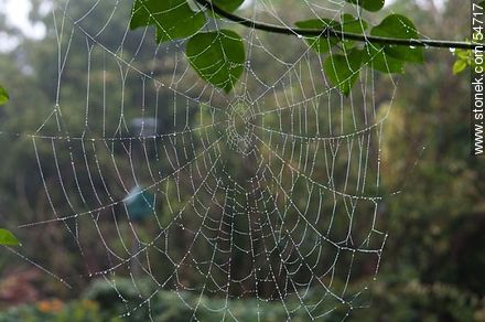 Full web with water droplets - Fauna - MORE IMAGES. Photo #54717