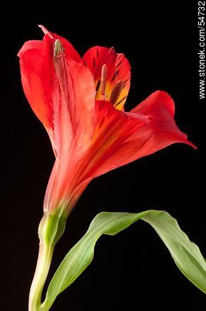 Red Alstroemeria - Flora - MORE IMAGES. Photo #54732