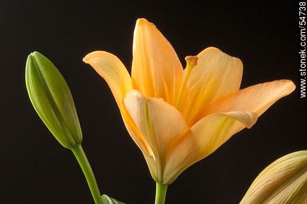 Yellow Hemerocallis - Flora - MORE IMAGES. Photo #54738