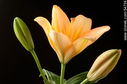 Hemerocallis amarilla. - Flora - IMÁGENES VARIAS. Foto No. 54739