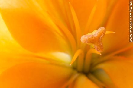 Yellow Hemerocallis - Flora - MORE IMAGES. Photo #54745