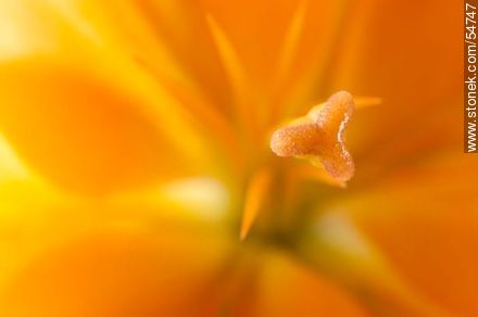 Hemerocallis amarilla. - Flora - IMÁGENES VARIAS. Foto No. 54747