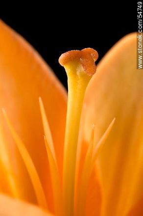 Hemerocallis amarilla. - Flora - IMÁGENES VARIAS. Foto No. 54749