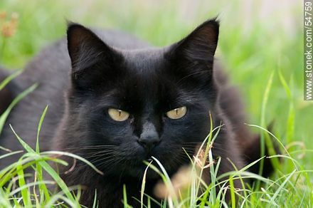 Gato negro al acecho - Fauna - IMÁGENES VARIAS. Foto No. 54759