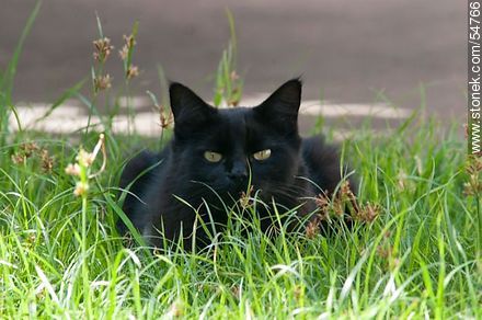 Black cat on the grass - Fauna - MORE IMAGES. Photo #54766