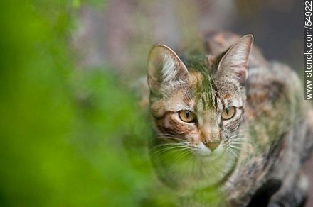 Tabby cat - Fauna - MORE IMAGES. Photo #54922