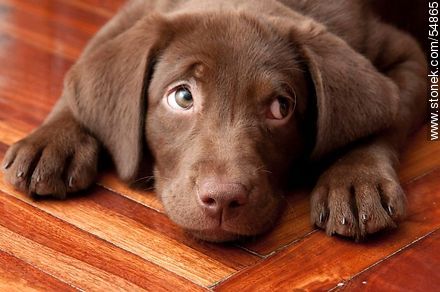 Chocolate labrador retriever puppy - Fauna - MORE IMAGES. Photo #54865