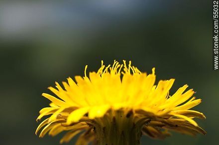 Yellow native flower - Flora - MORE IMAGES. Photo #55032