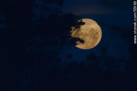 Luna llena en la noche entre ramas - Departamento de Maldonado - URUGUAY. Foto No. 55160