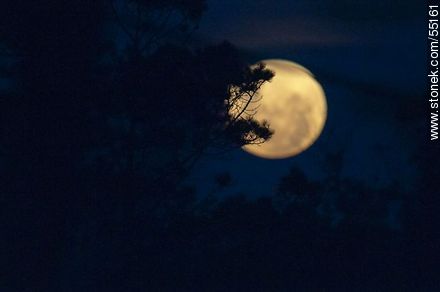 Luna llena en la noche entre ramas - Departamento de Maldonado - URUGUAY. Foto No. 55161
