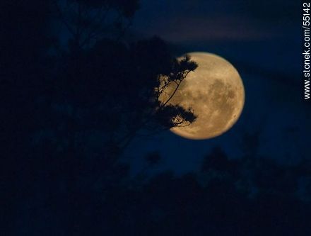 Luna llena en la noche entre ramas - Departamento de Maldonado - URUGUAY. Foto No. 55142
