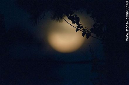 Luna llena en la noche entre ramas - Departamento de Maldonado - URUGUAY. Foto No. 55140
