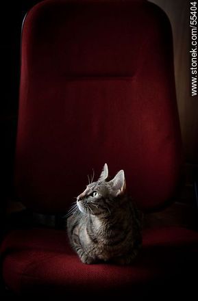 CEO cat - Fauna - MORE IMAGES. Photo #55404