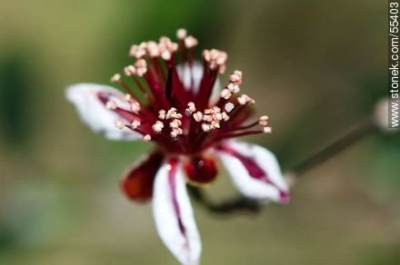 Flor del guayabo criollo - Flora - IMÁGENES VARIAS. Foto No. 55403