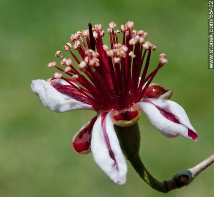 Flor del guayabo criollo - Flora - IMÁGENES VARIAS. Foto No. 55402