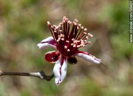 Flor del guayabo criollo - Flora - IMÁGENES VARIAS. Foto No. 55401