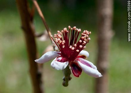 Flor del guayabo criollo - Flora - IMÁGENES VARIAS. Foto No. 55399