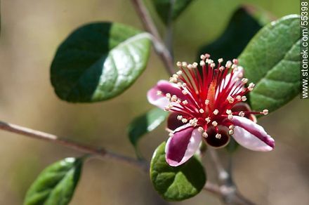 Native guava flower - Flora - MORE IMAGES. Photo #55398