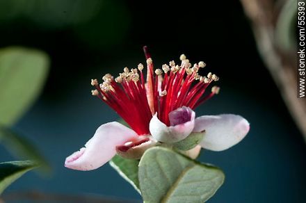 Flor del guayabo criollo - Flora - IMÁGENES VARIAS. Foto No. 55393