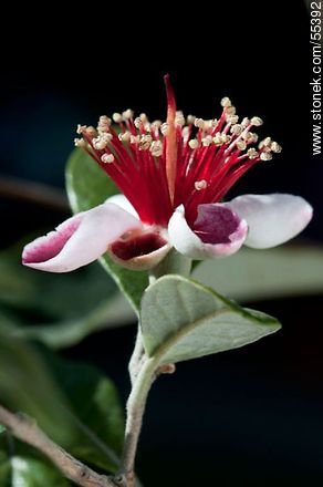 Flor del guayabo criollo - Flora - IMÁGENES VARIAS. Foto No. 55392