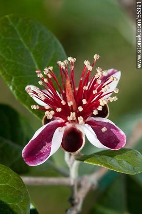 Native guava flower - Flora - MORE IMAGES. Photo #55391